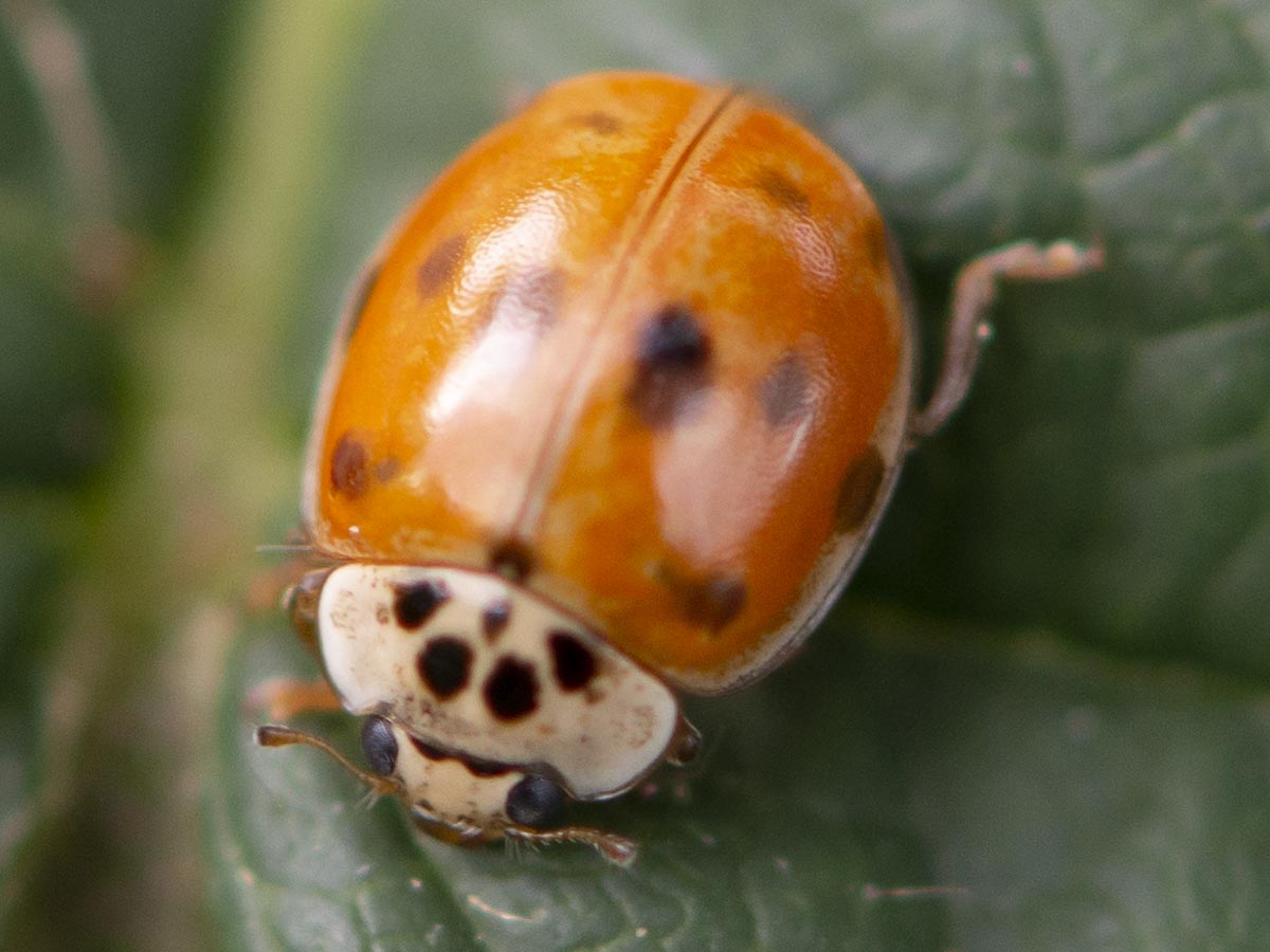 Habitus